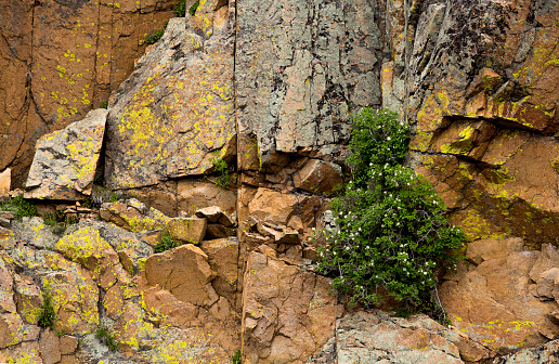 Colorful, textured rocks covered with vibrant, green lichens at Rocky Mountain National Park in Colorado