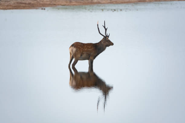 istock A deer standing on the water. 1298057981