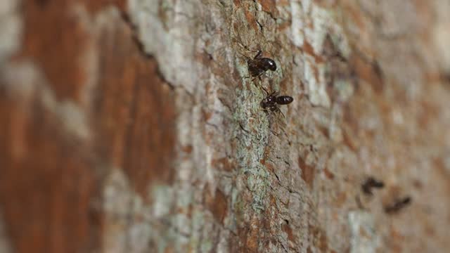 Group of black ant on bark tree
