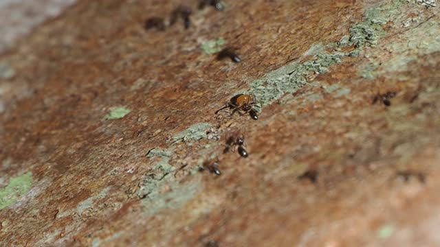 Group of black ant on bark tree