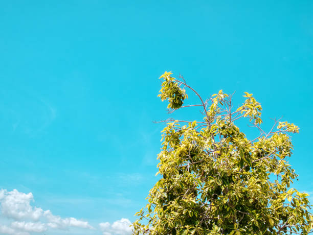 istock Low Angle View of Tree Top Branches and Leaves Against Blue Sky 1298060561