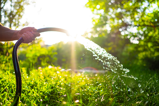 Male hand holding hose with pouring water in a beautiful green garden at sunset.