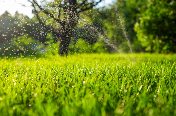 istock Fresh green grass and water drops over it sparkling in sunlight. 1298062880