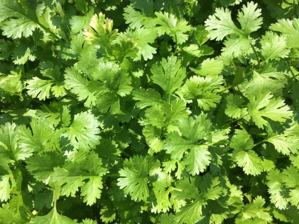 bellissimo coriandolo in giardino - coriander seed immagine foto e immagini stock