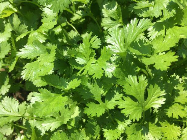 istock Beautiful coriander in the garden 1298068356