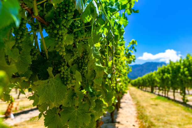 Grapes in Vineyard In this January 2021 photo, grapes are seen at a vineyard in New Zealand's Marlborough region. The area is known for producing and exporting high volumes of wine. marlborough new zealand stock pictures, royalty-free photos & images