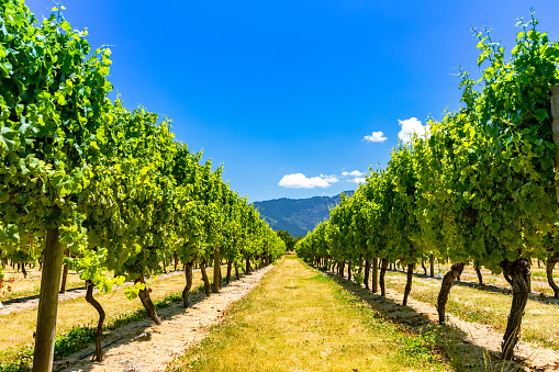 In this January 2021 photo, grapes are seen at a vineyard in New Zealand's Marlborough region. The area is known for producing and exporting high volumes of wine.