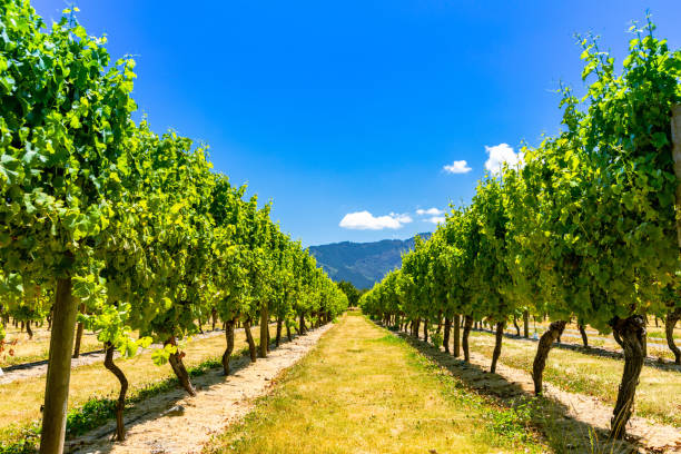 Grapes in Vineyard In this January 2021 photo, grapes are seen at a vineyard in New Zealand's Marlborough region. The area is known for producing and exporting high volumes of wine. marlborough new zealand stock pictures, royalty-free photos & images