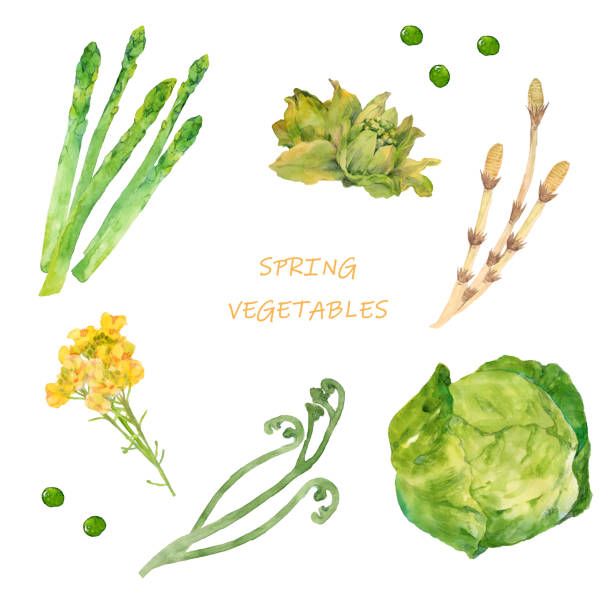 ilustraciones, imágenes clip art, dibujos animados e iconos de stock de verduras de primavera - agriculture backgrounds cabbage close up