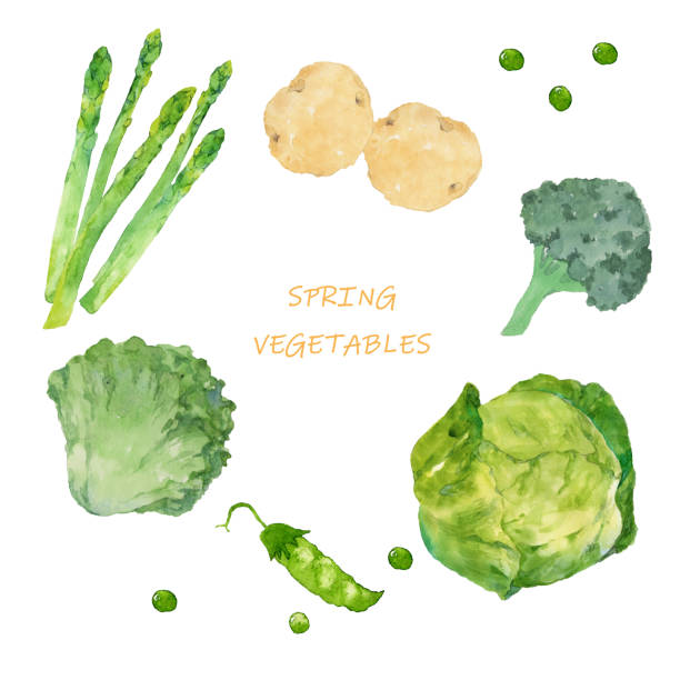 수채화 스프링 야채 - healthy eating green pea snow pea freshness stock illustrations