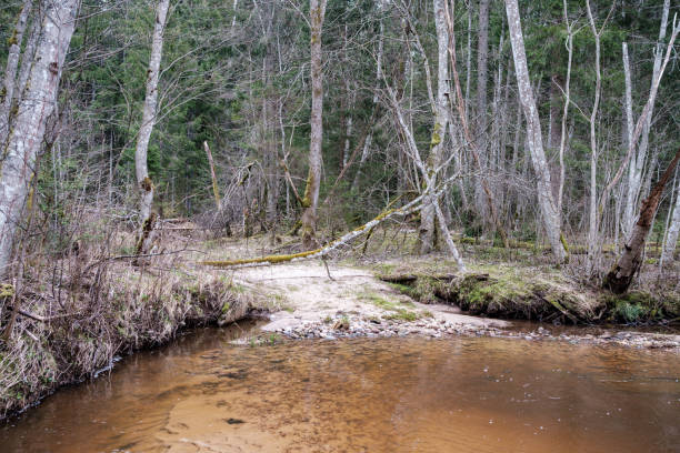 istock empty river bed in early spring with muddy water and wet green foliage 1298068506