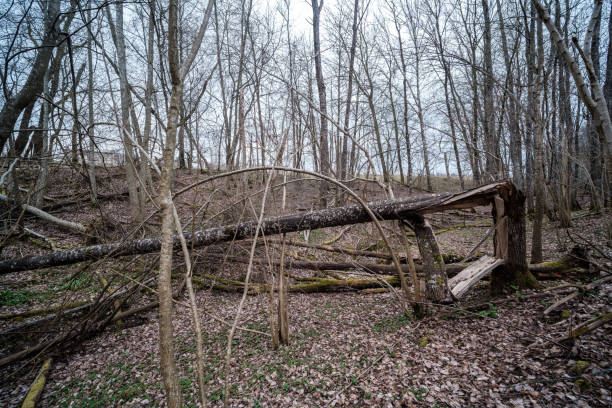 istock empty river bed in early spring with muddy water and wet green foliage 1298068583