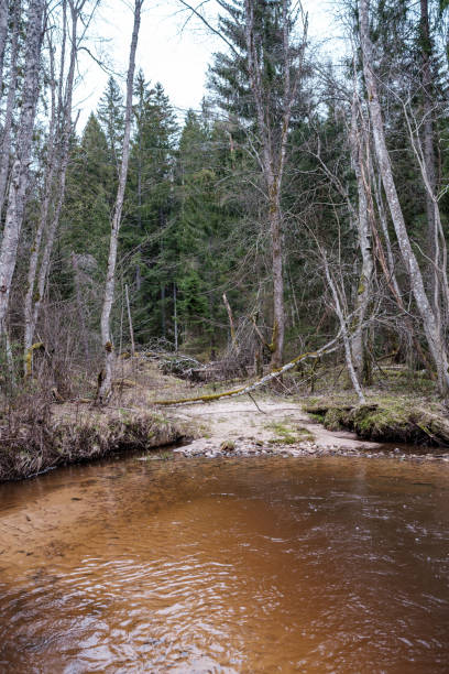 istock empty river bed in early spring with muddy water and wet green foliage 1298068802