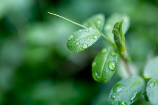 vetch a parte stretta - leaf defocused dew focus on foreground foto e immagini stock