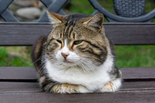 istock Big street cat close up. 1298071107