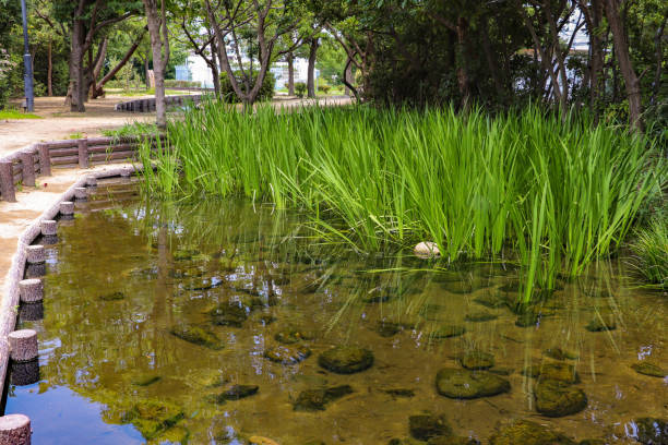 istock Pond with aquatic plants in the park 1298071526