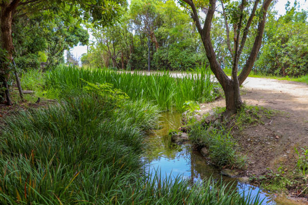 istock Stream flowing in the shade of the trees 1298071597