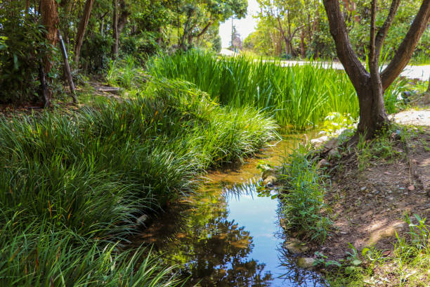 istock Stream flowing in the shade of the trees 1298071614