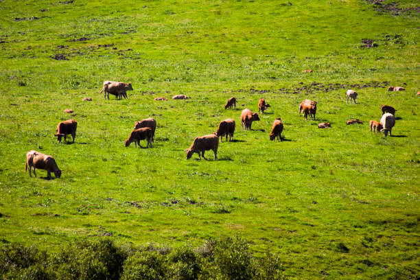 Herd of blonde cows grazing on mountain meadow, high angle view.  A Coruna province, Galicia, Spain.