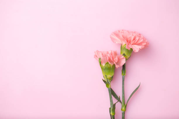 istock Carnation flowers on Pink background 1298072820