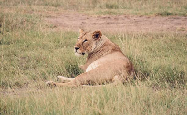 istock Adult Lioness Resting in the Grass 1298075145