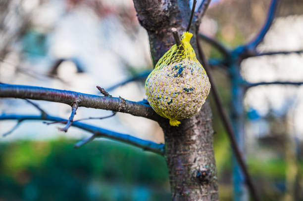 A selective focusshot of tit dumplings hanging on a tree