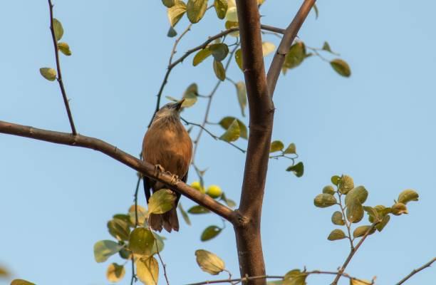 istock Grey Headed Myna Bird or Chestnut Tailed Starling Bird Sitting on Tree Branch with Selective Focus 1298076267