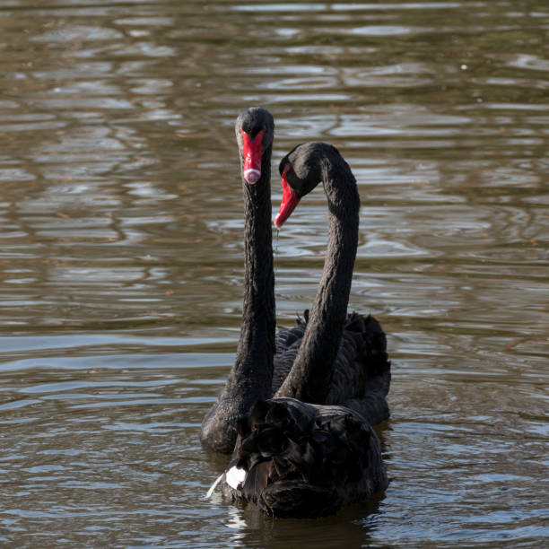 istock Couple of swans 1298076592
