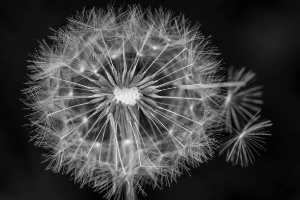 istock Beautiful dandelion on black and white 1298077140