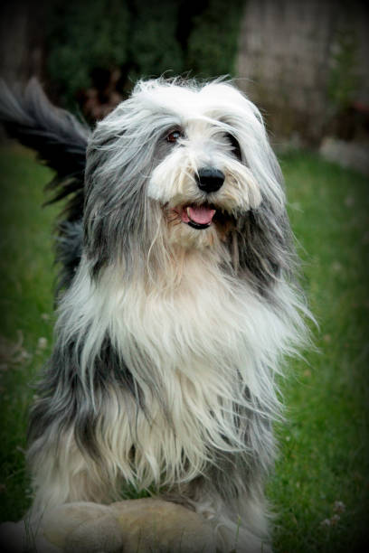 istock Our friends dogs 1298077150