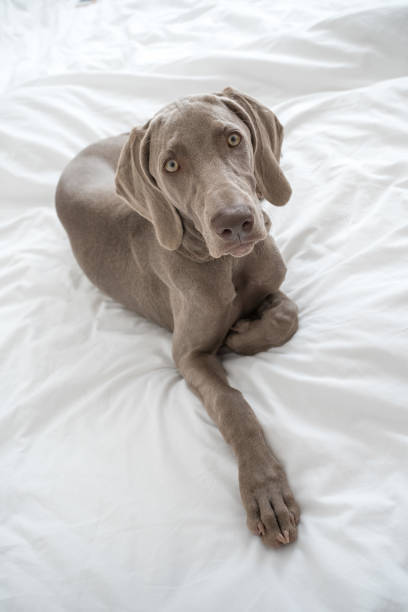 Female Weimaraner free running through open grasslands