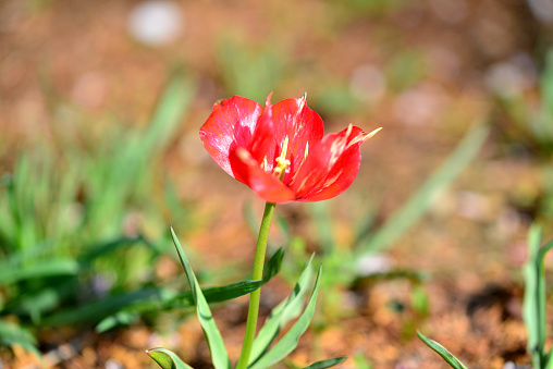 Close-up photo of a delicate double-flowered tulip in a field: the flower has recently bloomed and is surrounded by greenery. Apothecary Garden (The Botanical Garden of the Faculty of Biology of Moscow State University), Moscow, Russia.