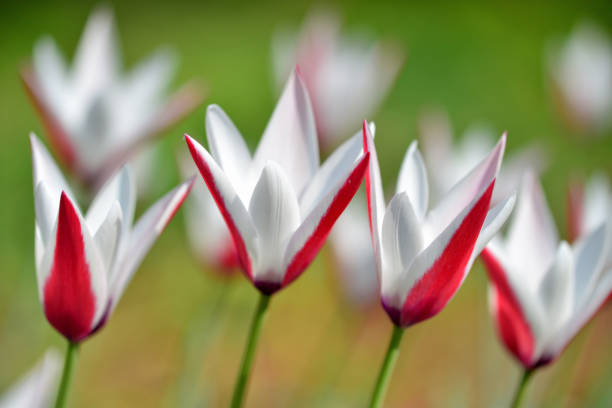 Original strain / progenitor of various tulip flowers.