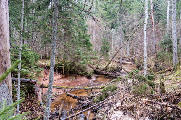 istock empty river bed in early spring with muddy water and wet green foliage 1298080053