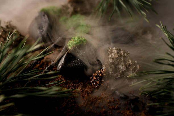 Close-up view on pine branches, tree sticks and stones in fog