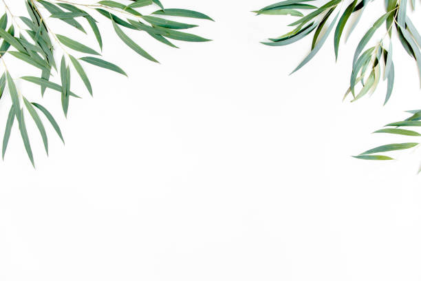 istock frame of green branches, eucalyptus leaves on a white background. flat layout, top view 1298081207