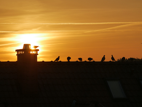 Silhouettes of birds in the city against orange sky in the morning during sunrise