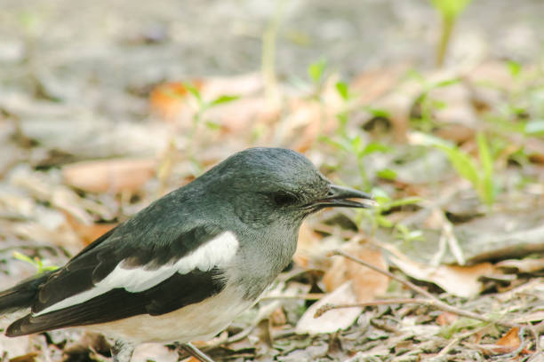 istock Oriental magpie robin is on the ground 1298082122