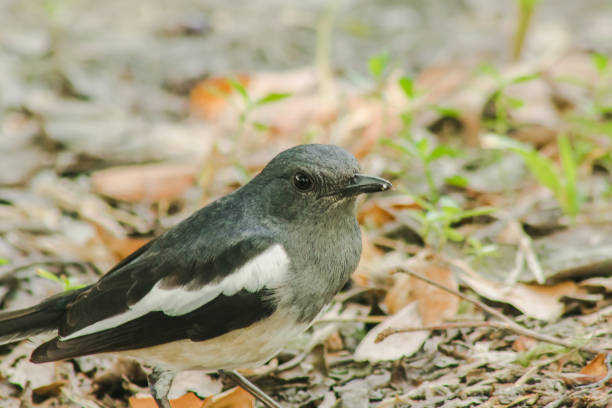 istock Oriental magpie robin is on the ground 1298082124