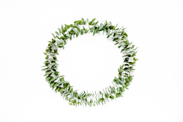 istock Wreath frame made of branches eucalyptus isolated on white background. lay flat, top view 1298082361