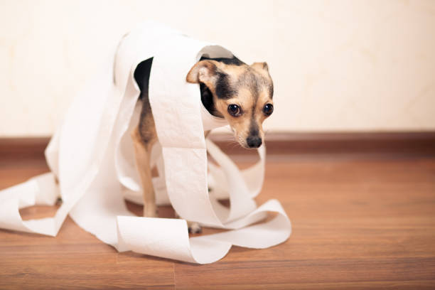 istock Digestive problems in dogs, small terrier in a pile of paper 1298082701