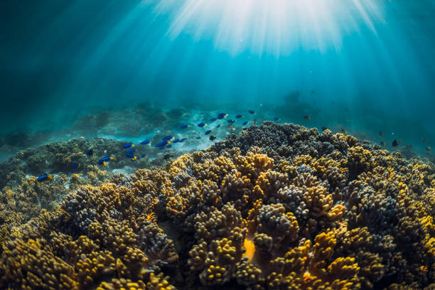 istock Underwater view with corals, tropical fish and sun rays in ocean 1298083681