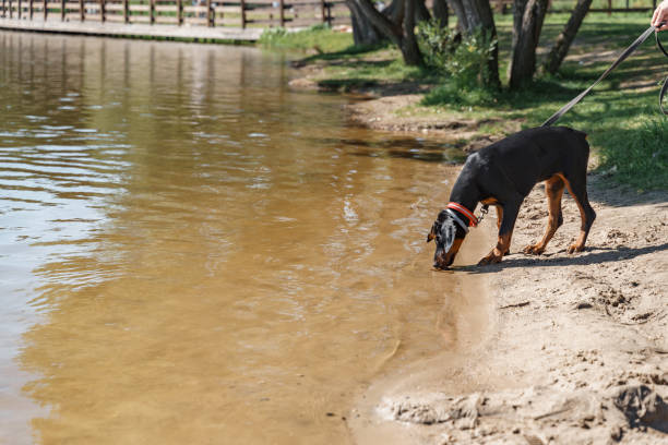 Doberman dog in life jacket playing with in the lake
