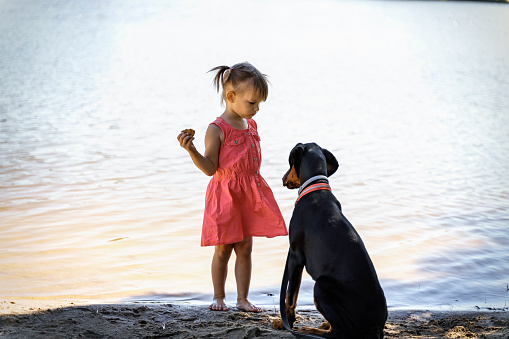 little girl 3 years old in a red dress and a Doberman on the coast. the child has cookies in his hands, the dog sits in front of the baby. training of service dogs