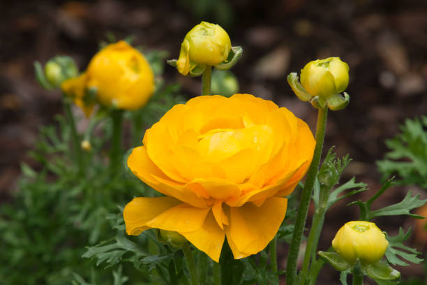 istock Yellow ranunculus flowers in the sunshine 1298084162