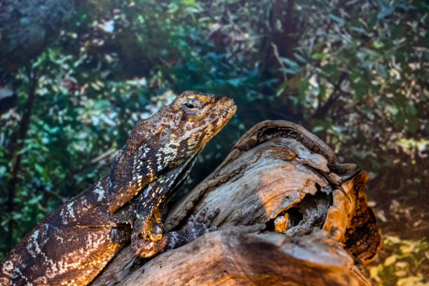 istock Australian lizard The Frilled Neck Lizard. 1298084950