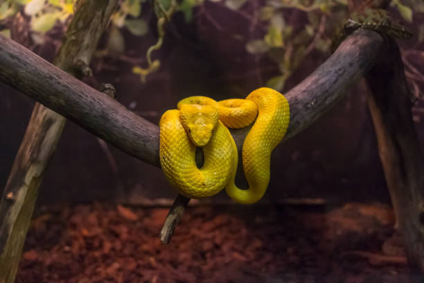 Yellow eyelash viper, Bothriechis schlegelii.