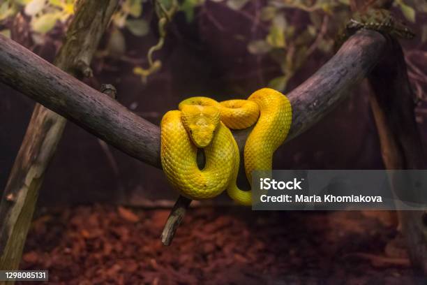 Yellow Eyelash Viper Bothriechis Schlegelii Stock Photo - Download Image Now - Snake, Yellow, Lancehead