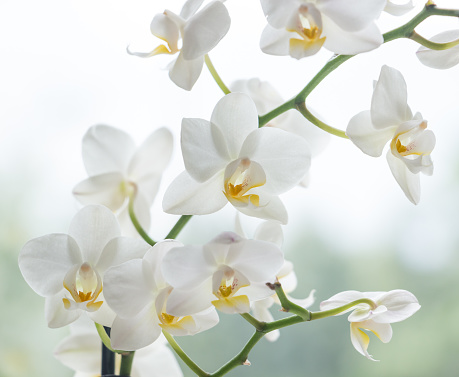 Macro photo of white orchid. Phalaenopsis.