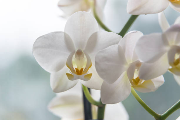 istock Macro photo of white orchid. Phalaenopsis 1298085354
